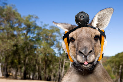 google-kangaroo